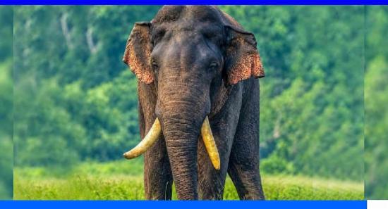 අග්බෝ සොයා හමුදා බලඇණියක් අඛණ්ඩ මෙහෙයුමක...